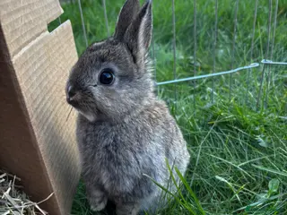 Netherland Dwarf rabbits Pure neverland dwarf rabbits - Advert 6