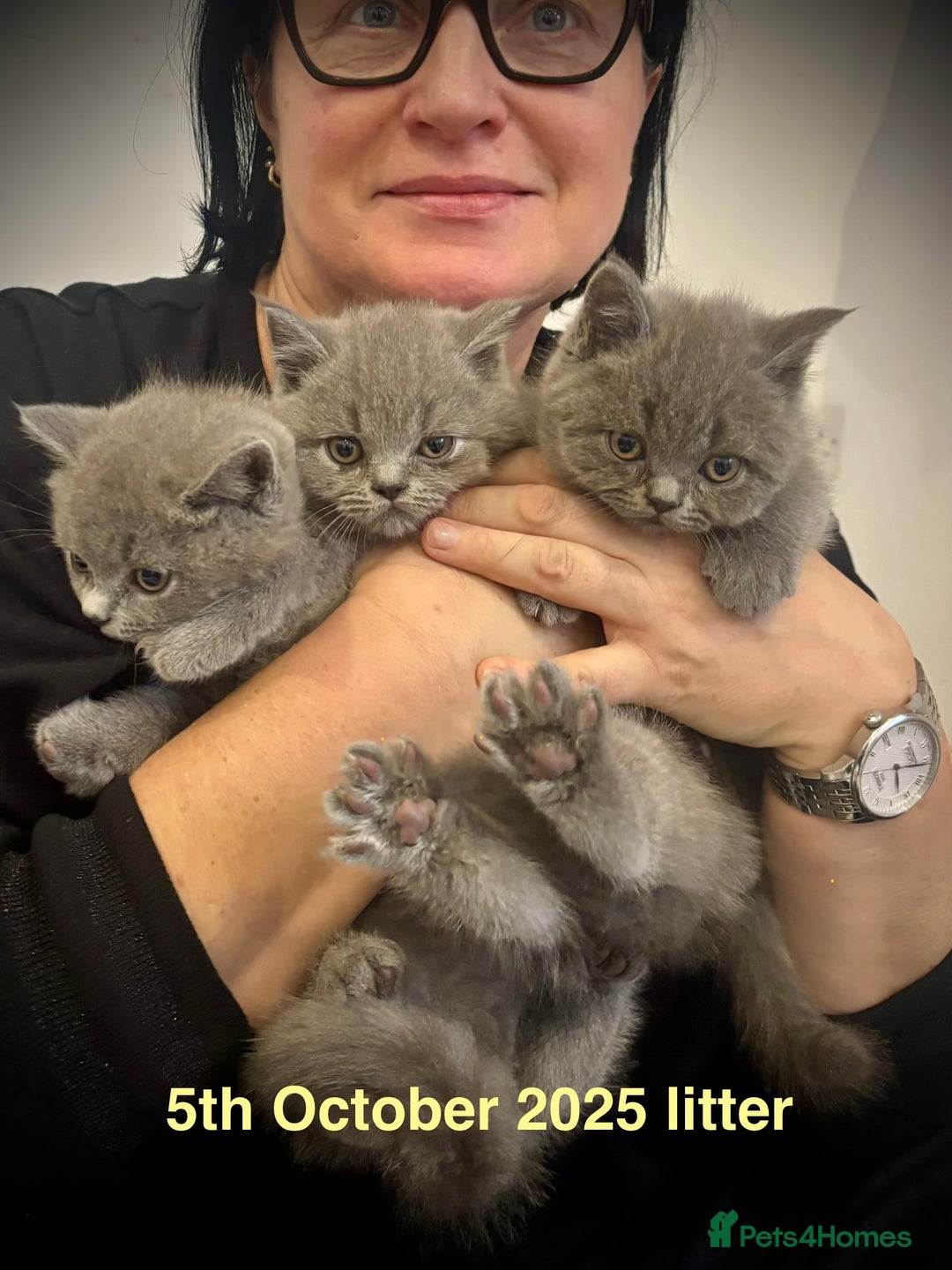 British Shorthair cats for stud: BritishShorthairBlue GCCF pedigree stud for mating - Advert 17