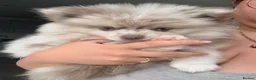 Pomeranian dogs for sale: White, Lilac, Merle Female Pomeranian  - Advert 5