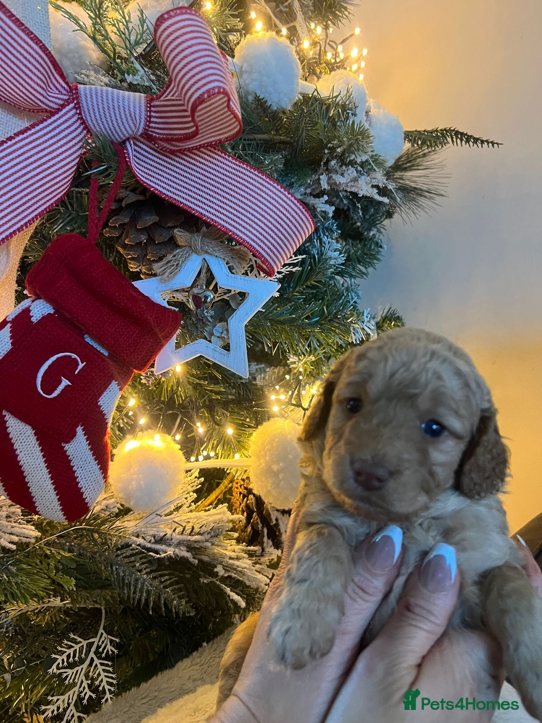 Cockapoo dogs for sale: Stunning babies ready for new homes - Advert 4