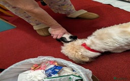 Mixed Breed dogs for sale: Shih Tzu Terrier cross  - Image 7