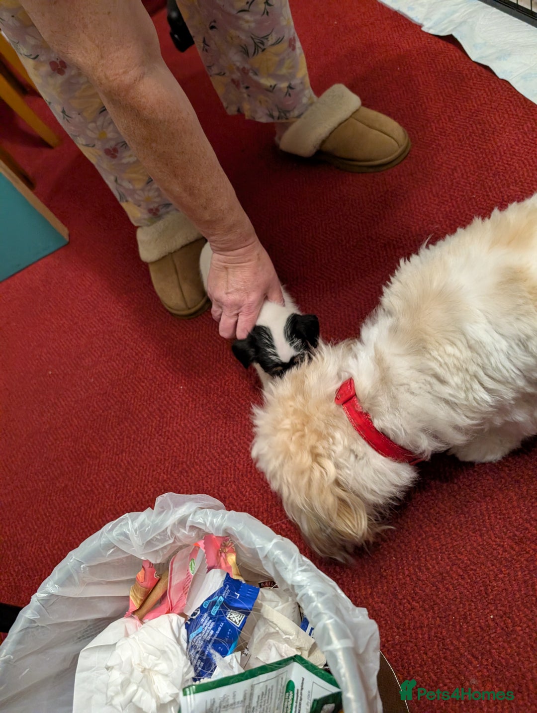 Mixed Breed dogs for sale: Shih Tzu Terrier cross  - Image 7
