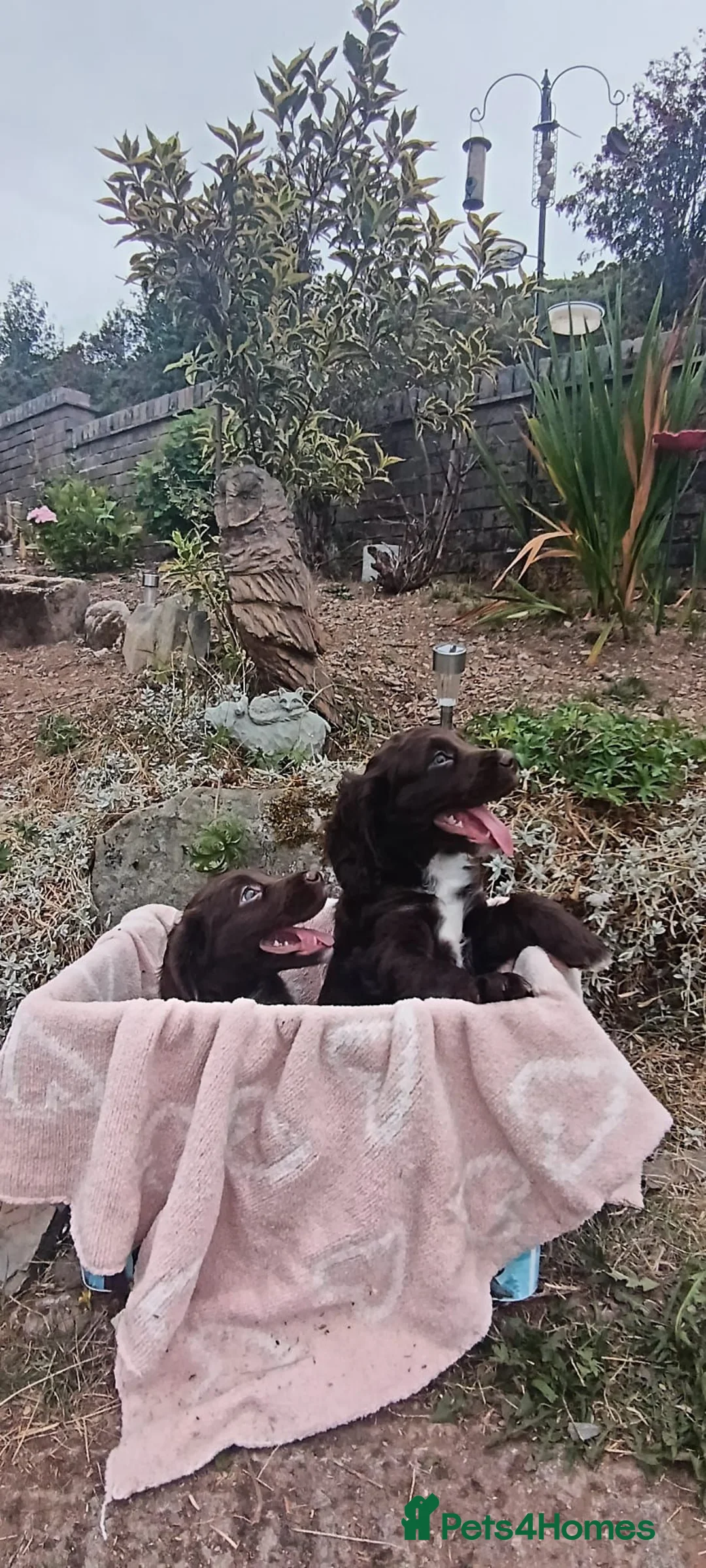Cocker Spaniel dogs for sale: READY NOW - Cocker Spaniel Puppies - Advert 2