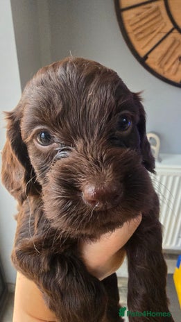 Cockapoo dogs - Advert 16