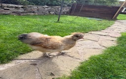 Chickens poultry for sale: American Silkie Cockerel for Sale - Image 1