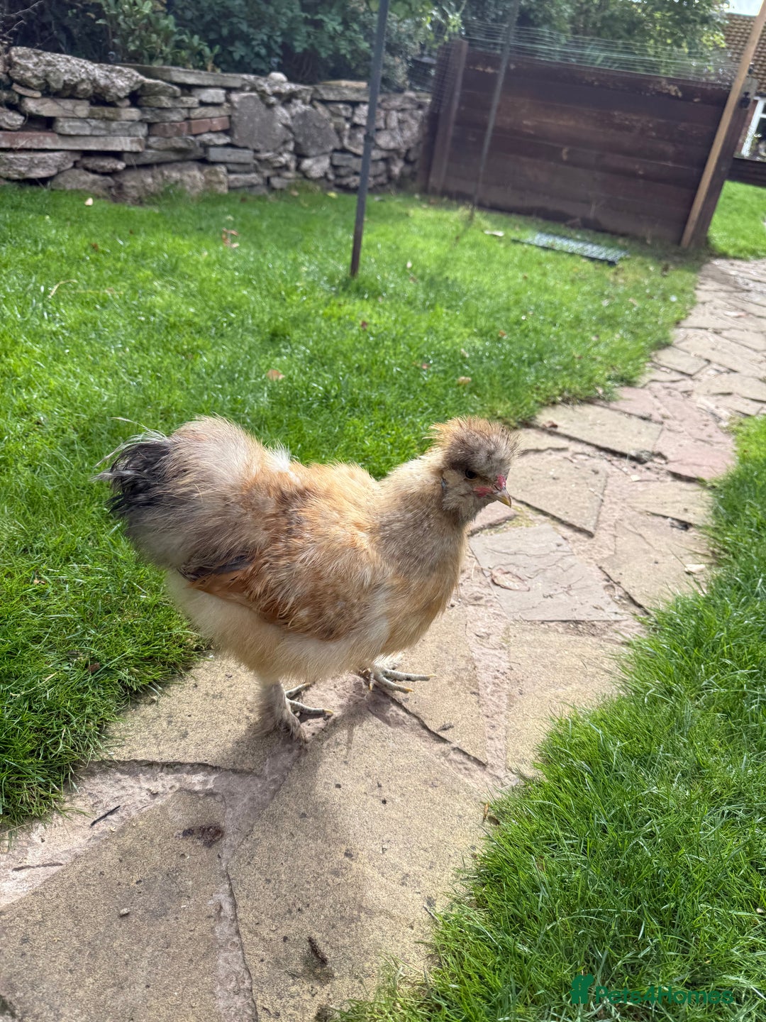 Chickens poultry for sale: American Silkie Cockerel for Sale - Image 1