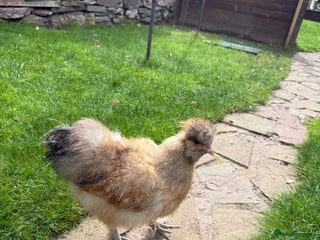 Chickens poultry - Advert 30