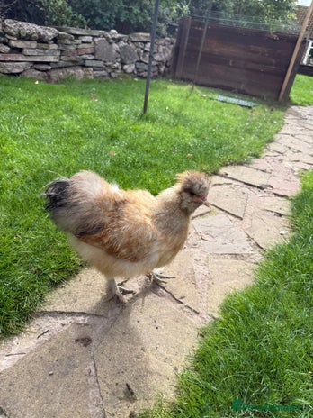 Chickens poultry - Advert 18