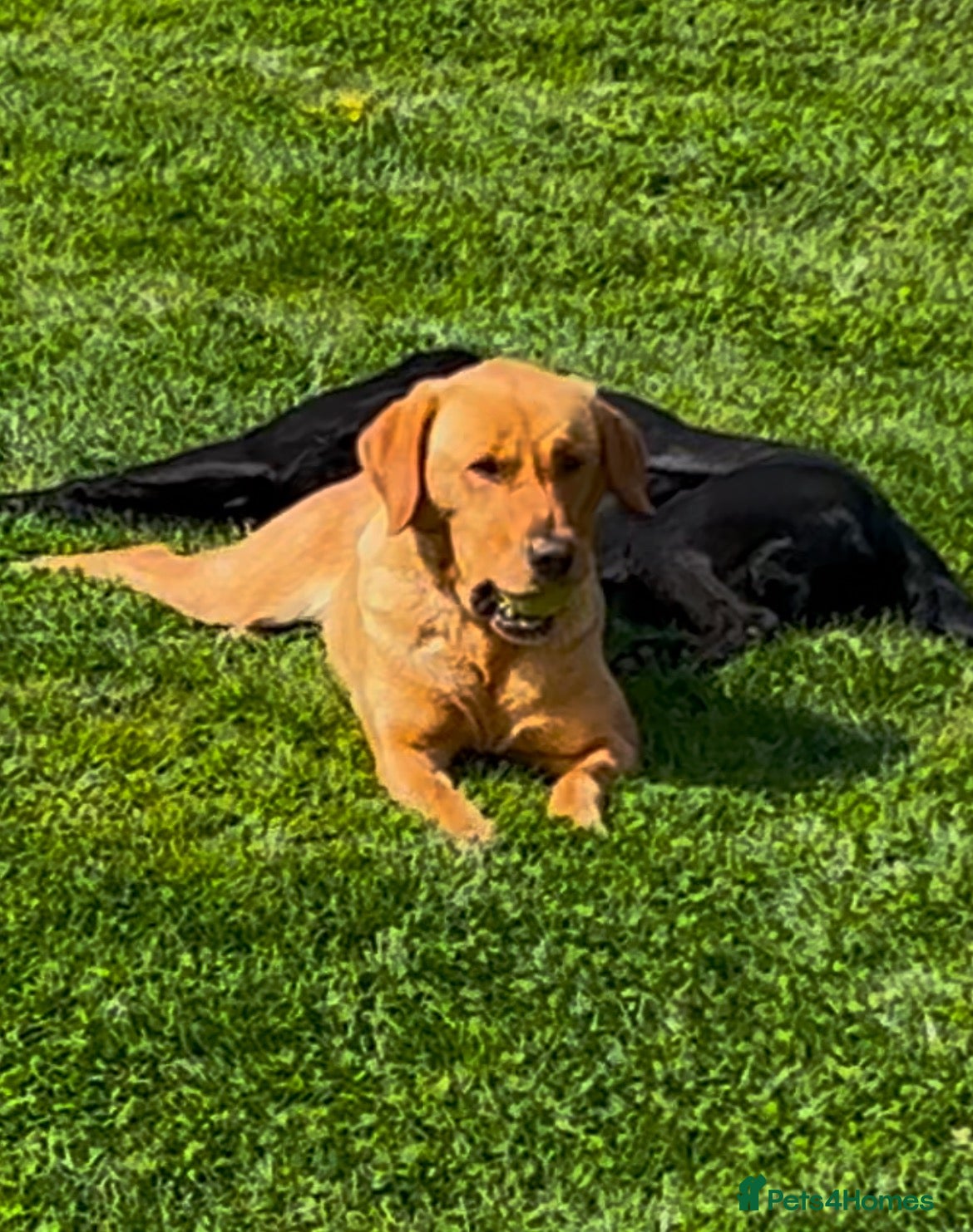 Labrador Retriever dogs Gorgeous Labrador puppies  - Advert 2