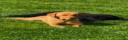 Labrador Retriever dogs for sale: Gorgeous Labrador puppies  - Advert 1
