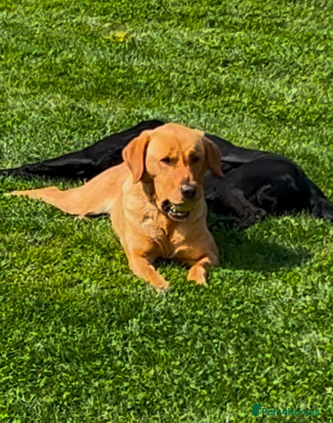 Labrador Retriever dogs for sale: Gorgeous Labrador puppies  - Advert 1