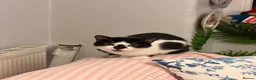 Domestic Shorthair cats for sale: 2 Indoor cats for sale - Advert 4