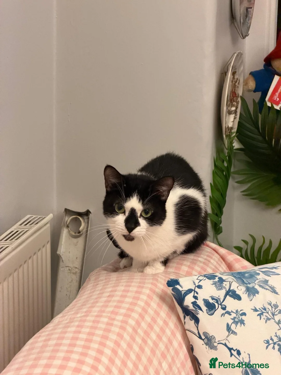 Domestic Shorthair cats for sale: 2 Indoor cats for sale - Advert 4