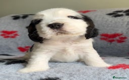 Cocker Spaniel dogs for sale: Show Cocker Puppies (KC Reg, AMS, PRA & FN CLEAR) - Image 25