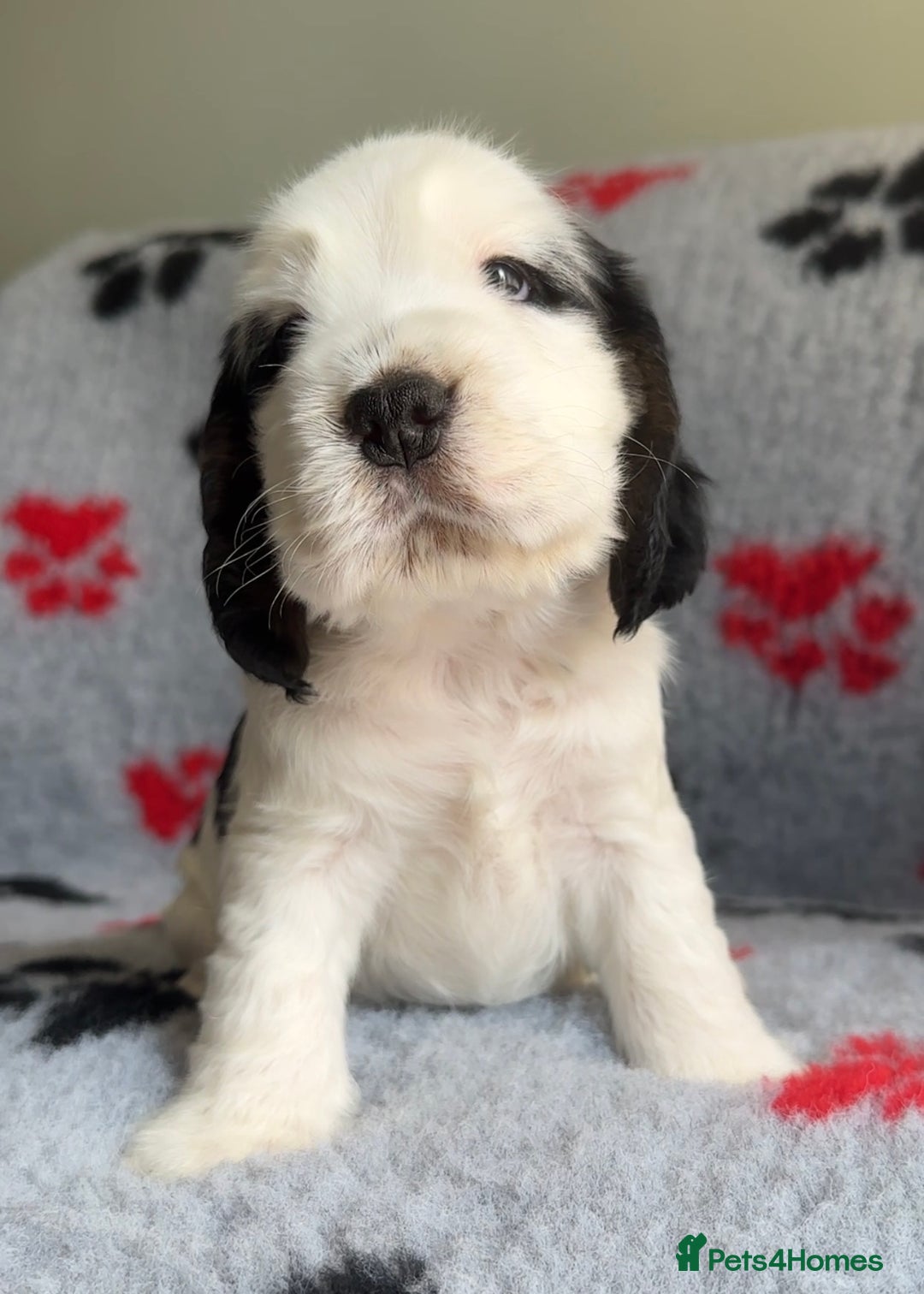 Cocker Spaniel dogs for sale: Show Cocker Puppies (KC Reg, AMS, PRA & FN CLEAR) - Image 25
