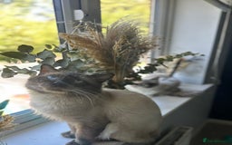 Ragdoll cats for sale: Ragdoll kitten  - Image 3