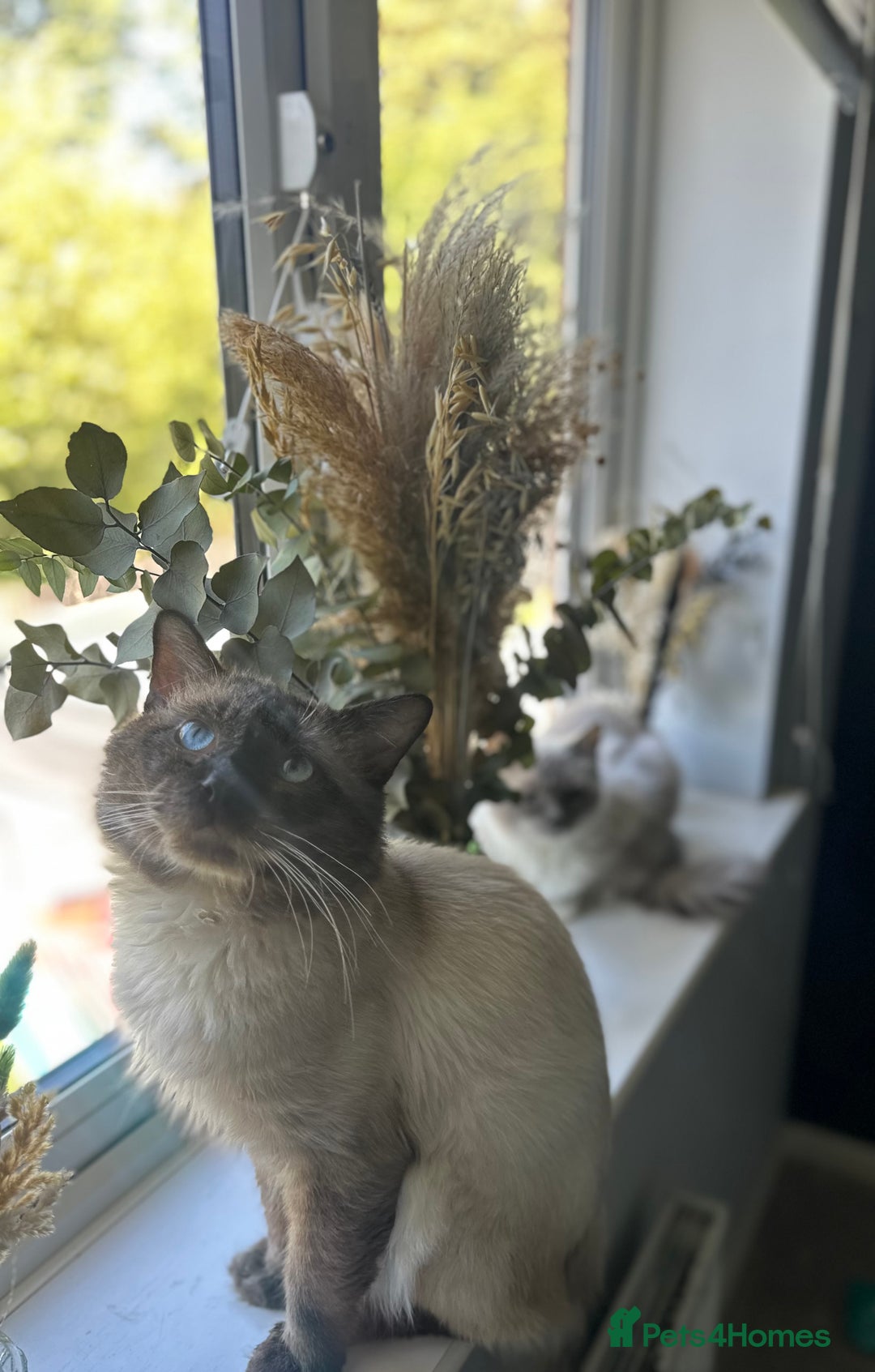 Ragdoll cats for sale: Ragdoll kitten  - Image 3