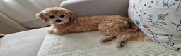 Maltipoo dogs for stud: Romeo has arrived 😍  in Brentwood - Advert 3