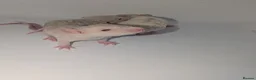 Rat rodents for sale: Beautiful rat pups - Advert 9
