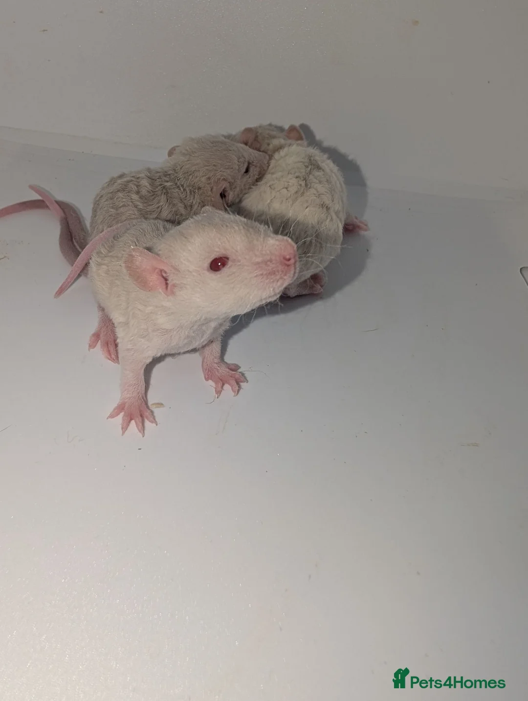 Rat rodents for sale: Beautiful rat pups - Advert 2