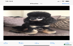 Toy Poodle dogs for sale: Black toy poodle male puppy excellent pedigree - Advert 3
