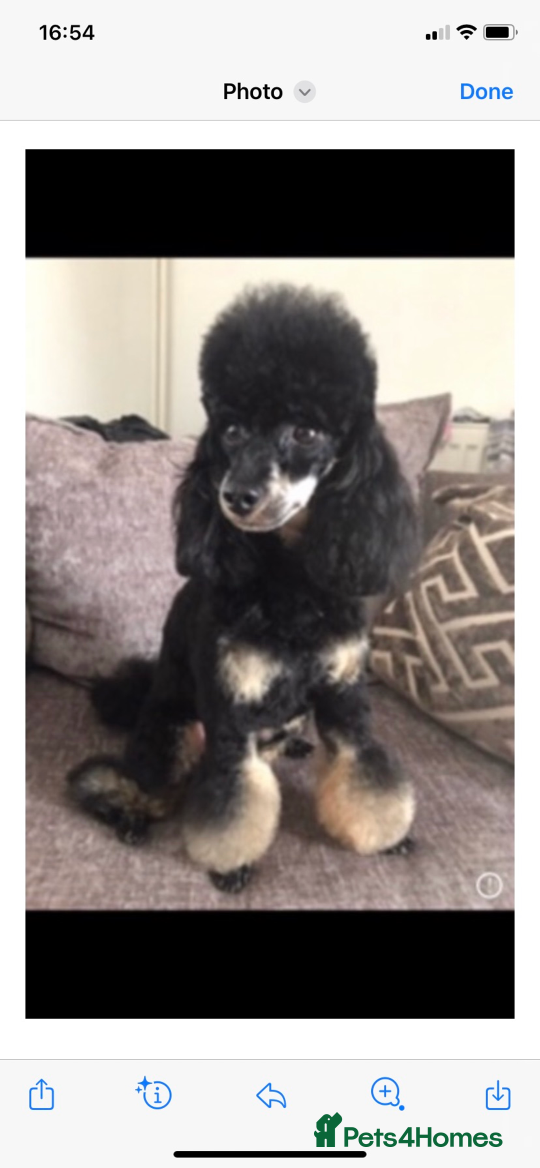Toy Poodle dogs for sale: Black toy poodle male puppy excellent pedigree - Advert 3