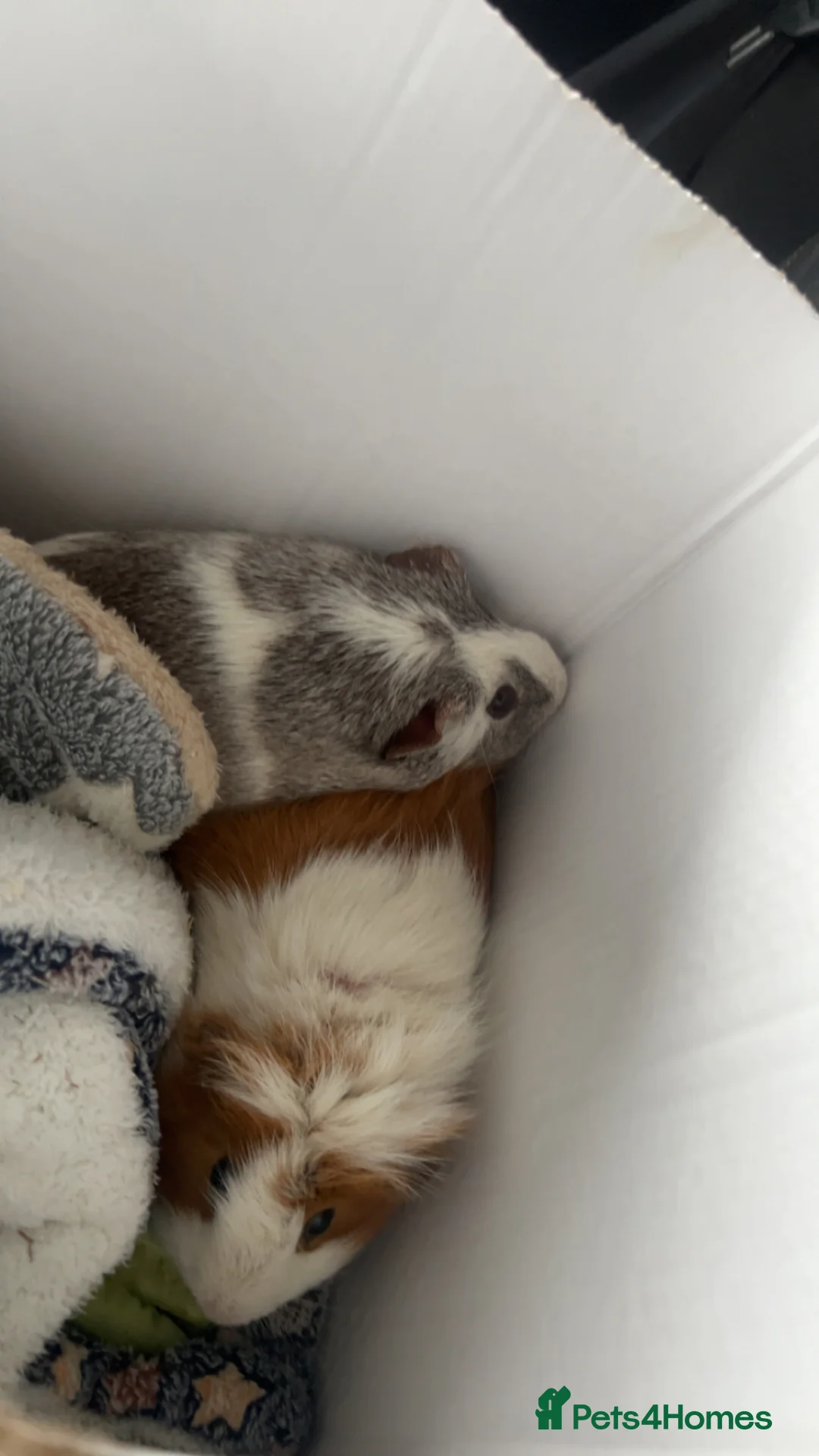 Guinea Pig rodents for sale: baby boys in Swindon - Advert 4
