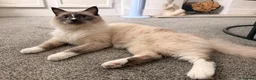 Ragdoll cats for sale: Milo is looking for a loving home 🐾 in Burnley - Advert 3