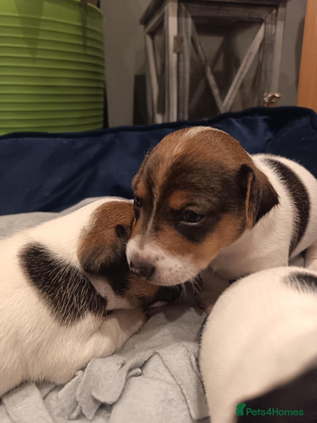 Jack Russell dogs for sale: Jack russle pups for sale - Advert 10