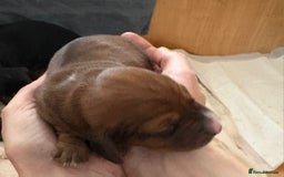 Dachshund dogs for sale: Adorable miniature dachshunds - Advert 4