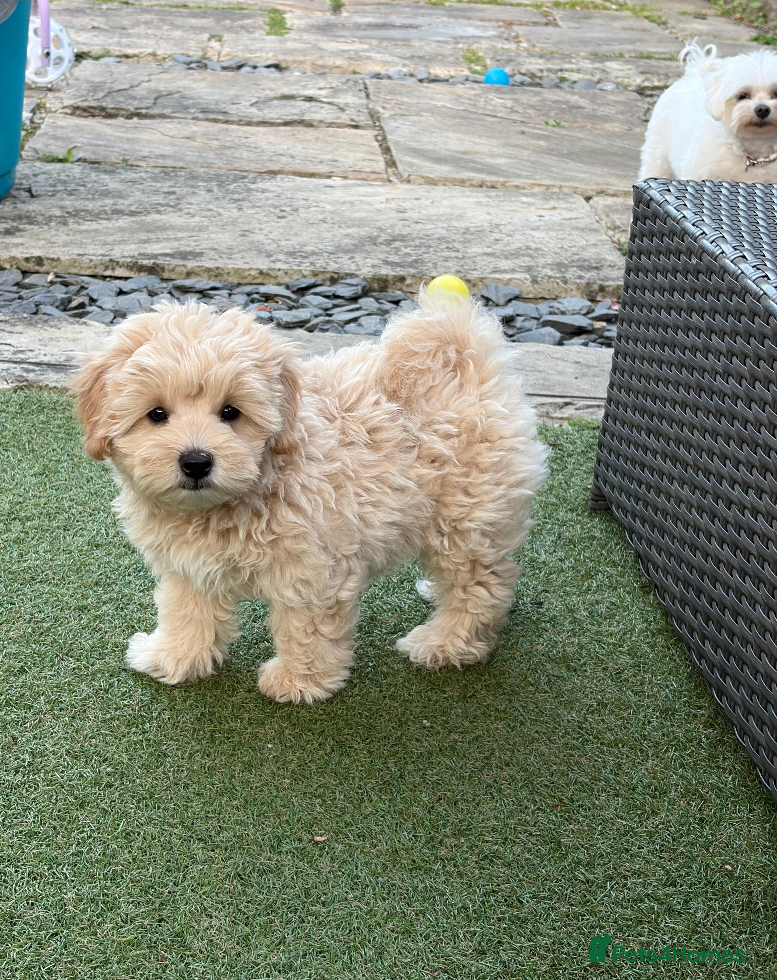 Maltipoo dogs 💙 1 Boy left READY NOW - F1 Maltipoo pups  - Advert 11
