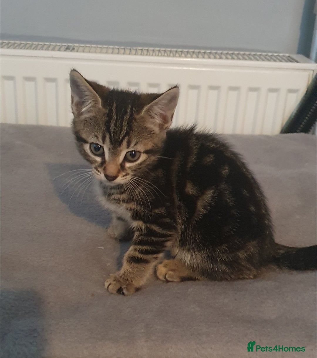 Bengal cats CUTE BENGAL MIXED BOY! - Advert 1