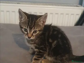 Bengal cats CUTE BENGAL MIXED BOY! - Advert 1