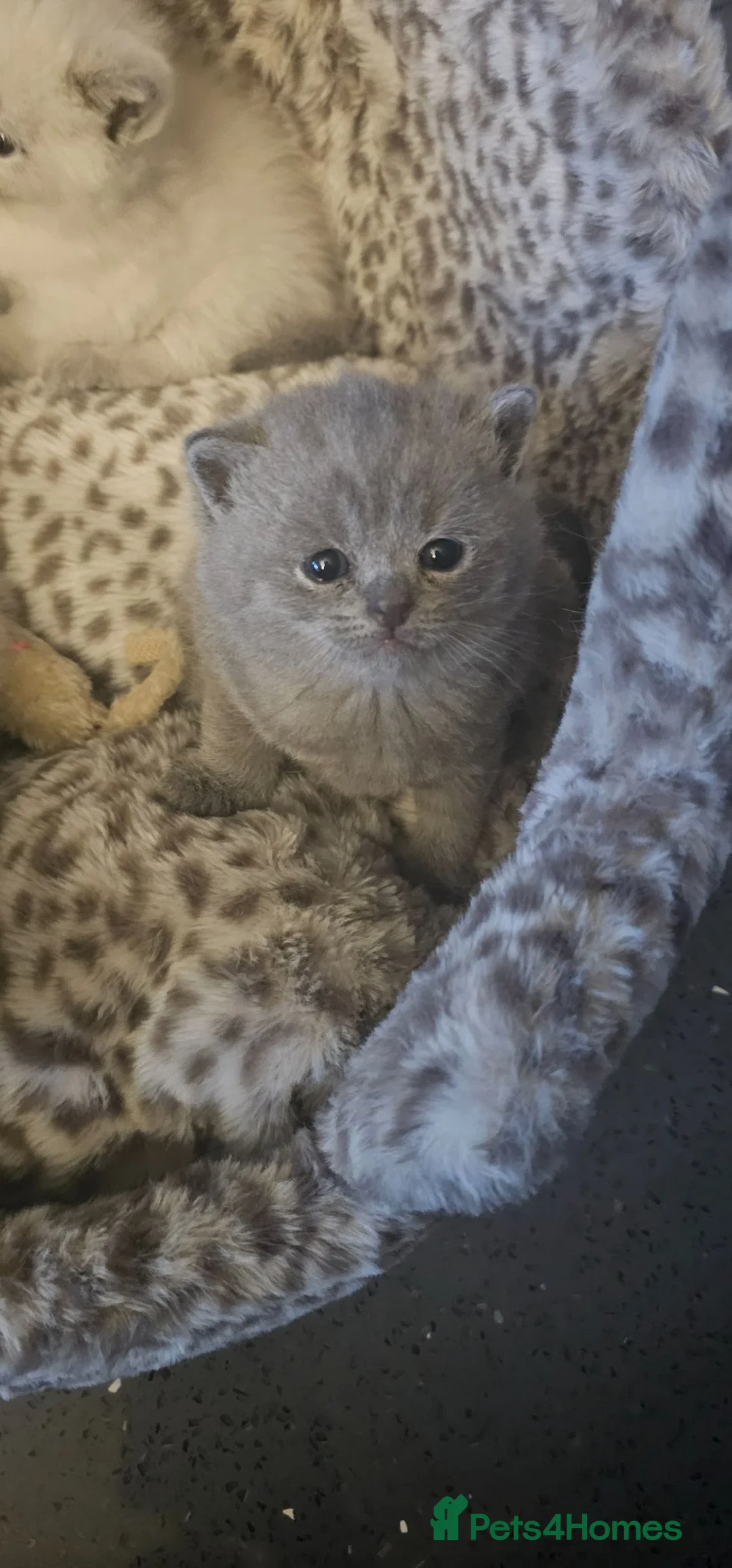 British Shorthair cats for sale: British short haired - Advert 9