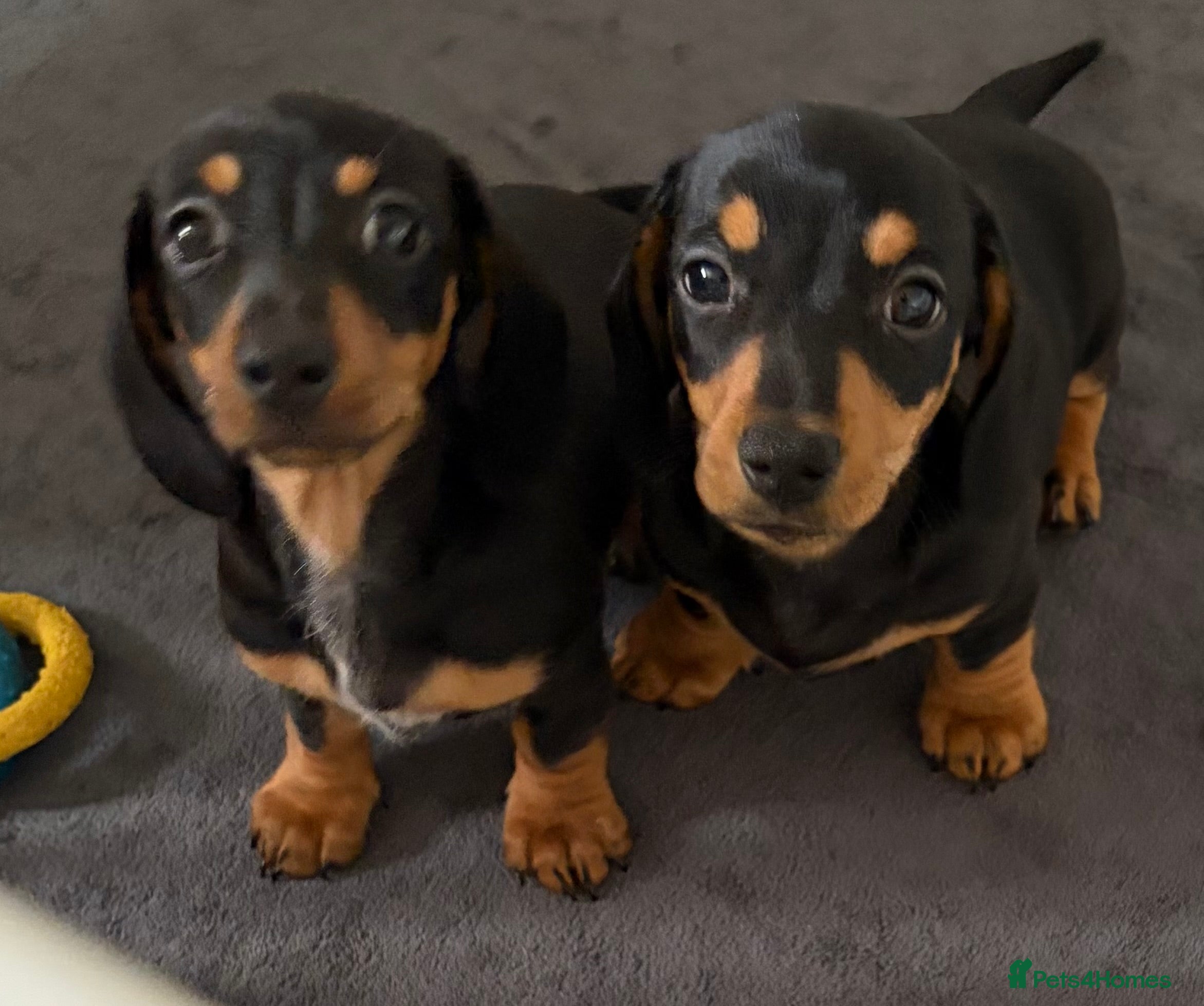 Miniature Dachshund dogs 2 Left! Stunning Miniature Dachshund Boys 💙 - Advert 15