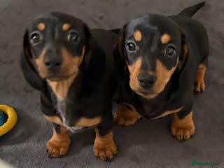 Miniature Dachshund dogs 2 Left! Stunning Miniature Dachshund Boys 💙 - Advert 12