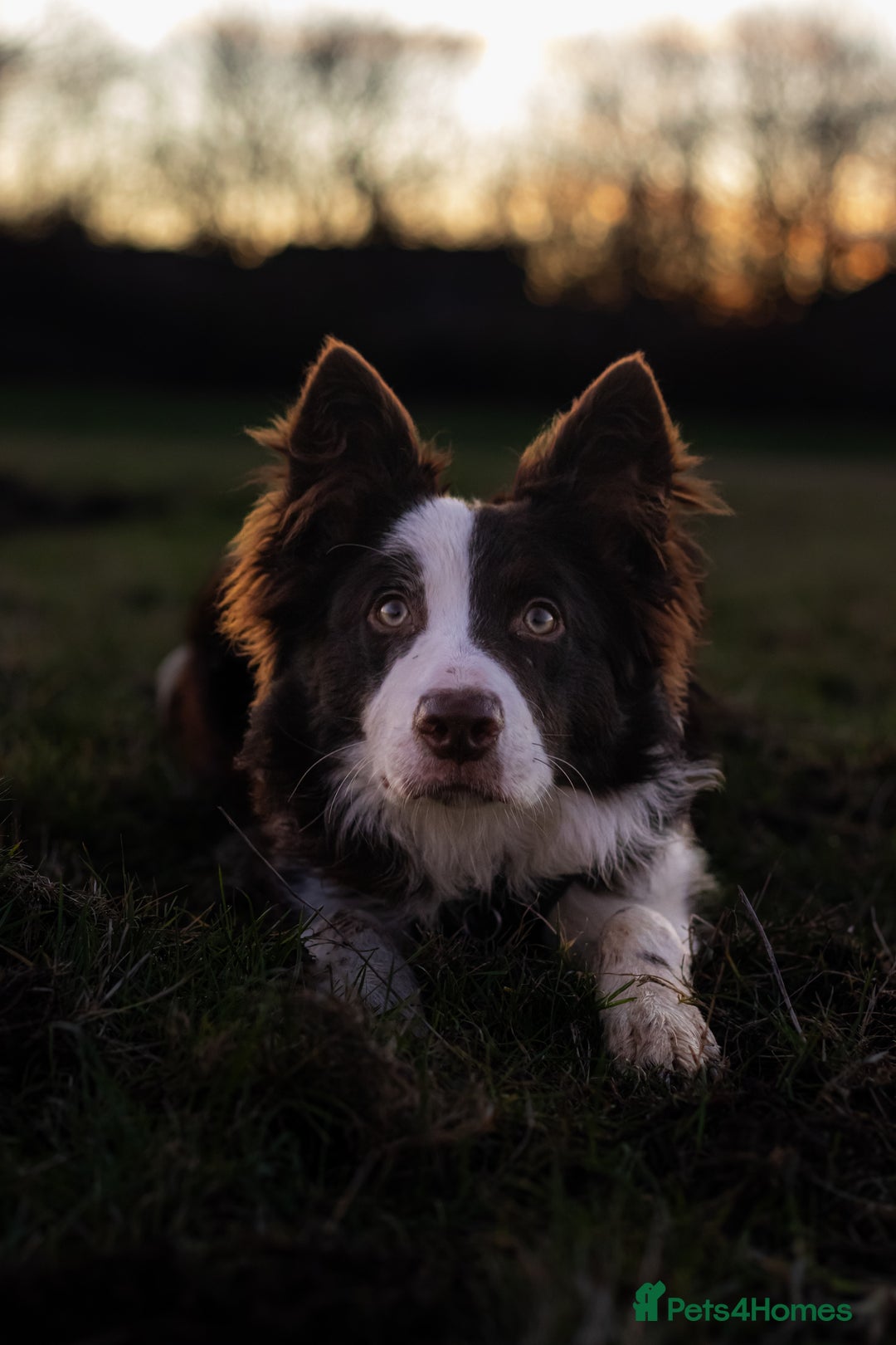 Border Collie dogs for stud: Chase - red & white BC for stud - Image 6