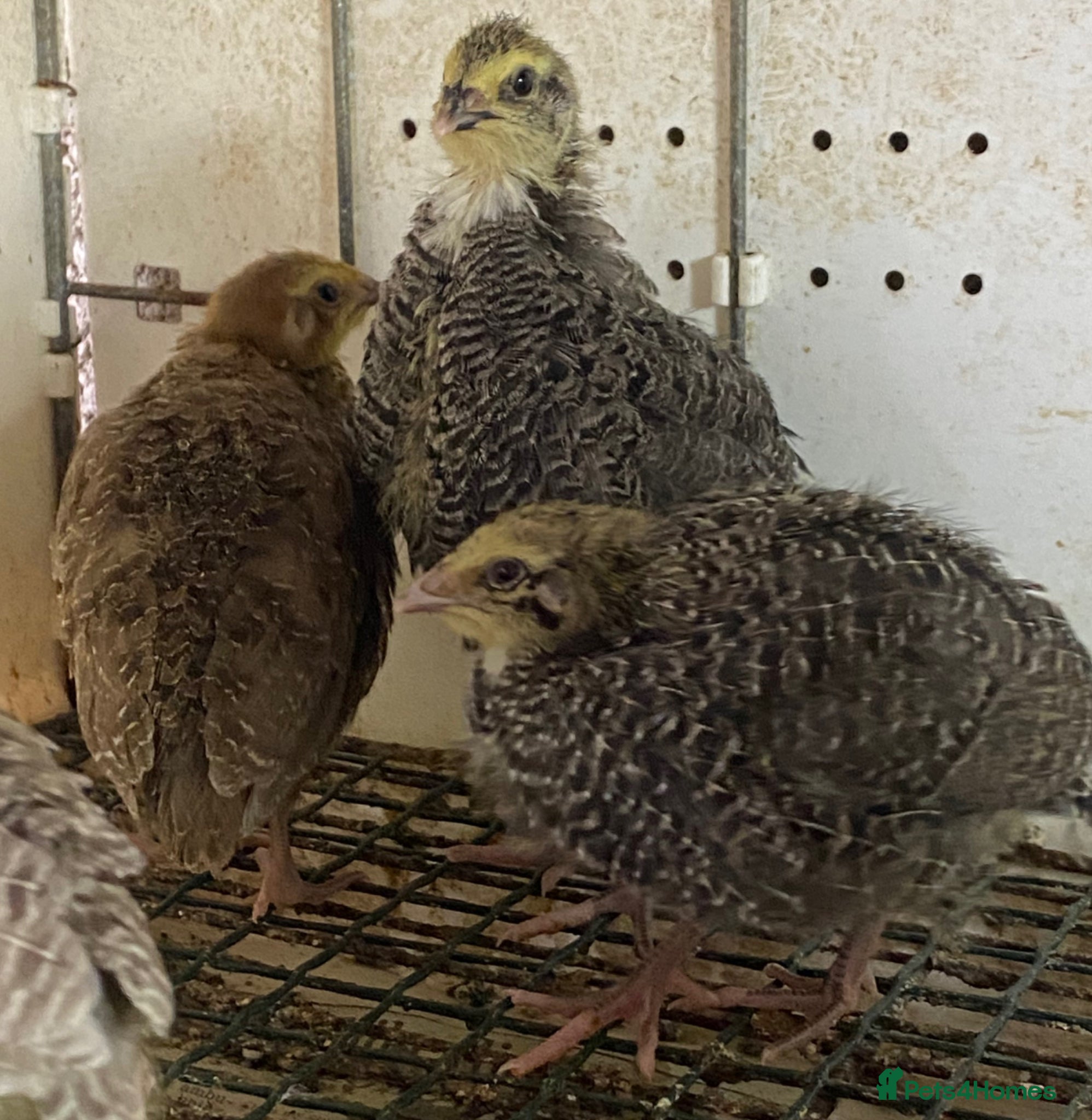 Quail poultry Japanese quails  - Advert 10