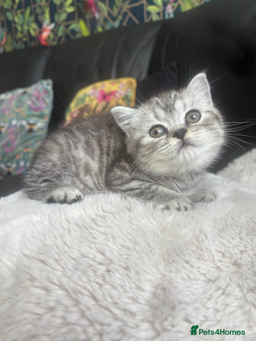 British Shorthair cats for sale: Beautiful bsh kitten, last one left!  - Advert 19