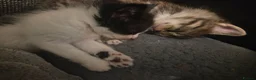 Mixed Breed cats for sale: 3 Beautiful boys and 1 stunning girl - Advert 5