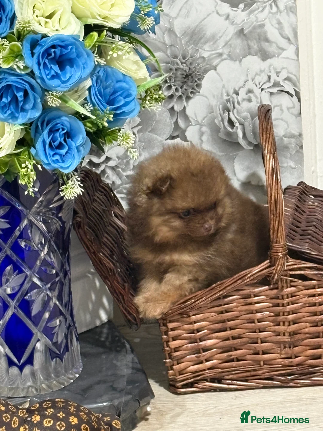 Pomeranian dogs for sale: 2 amazing boy Pomeranian puppies  - Advert 11