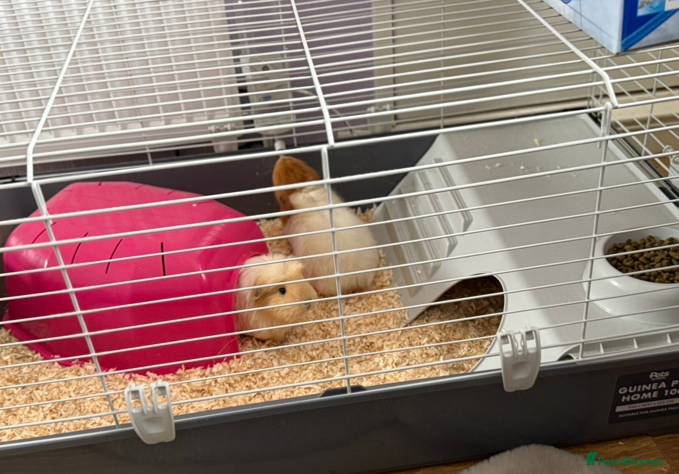 Guinea Pig rodents 2 females  in Prenton - Advert 1