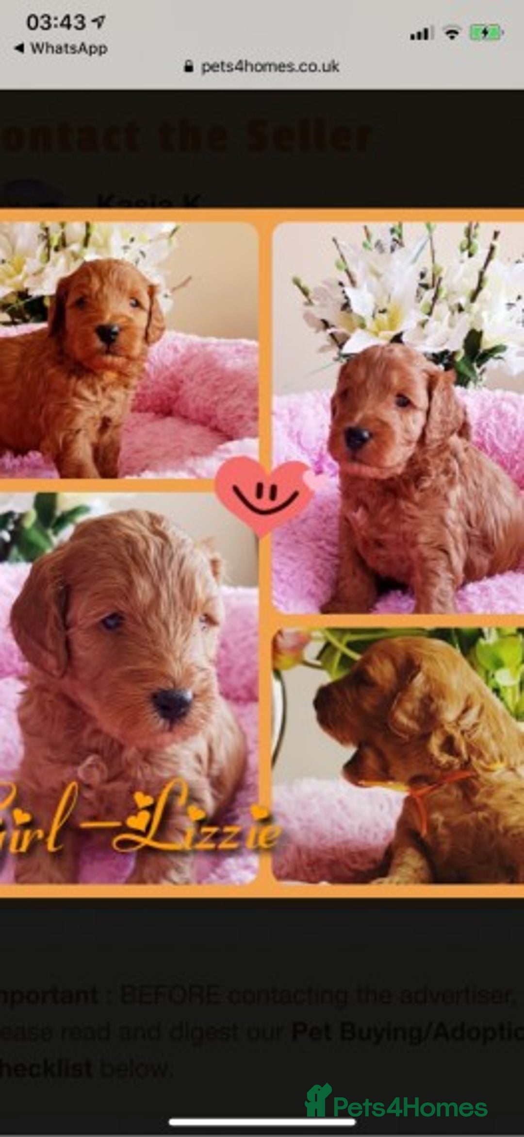 Miniature Poodle dogs for stud: Extensively Health Tested Deep Red Mini Poodle in Mansfield - Image 28