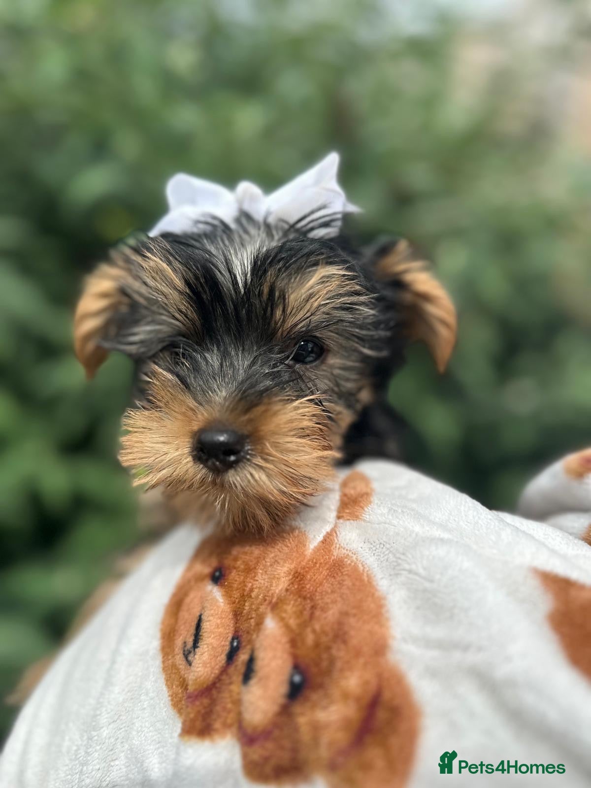 Yorkshire Terrier dogs for sale: Beautiful Yorkshire terrier puppy’s ready now - Advert 19
