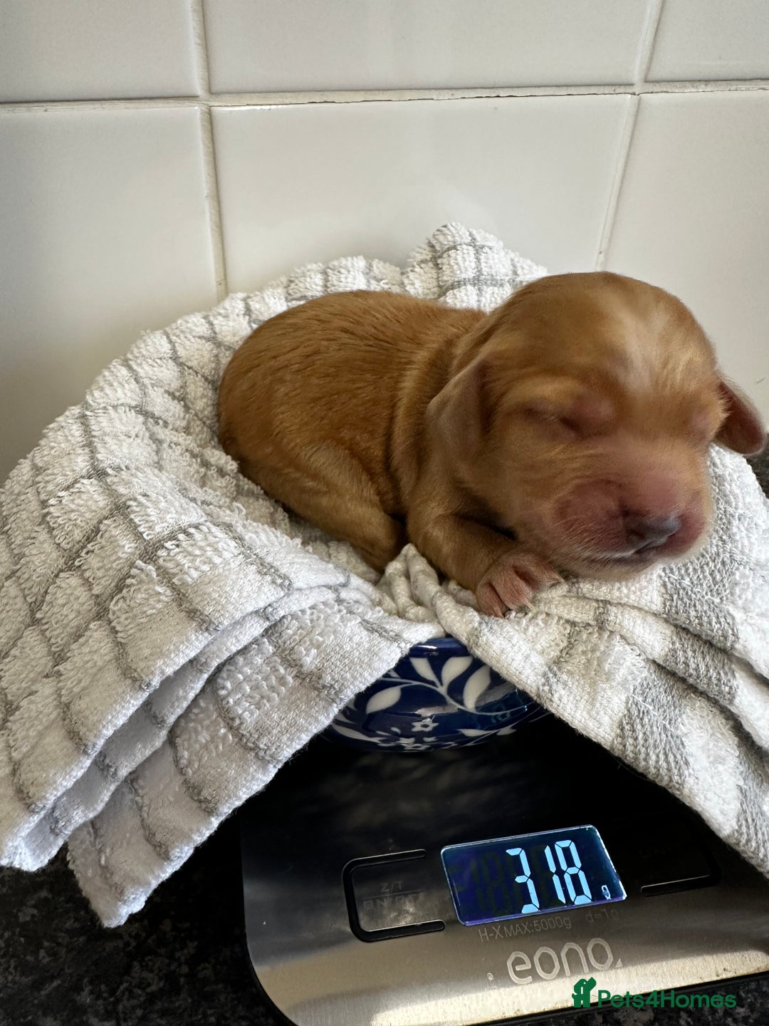 Cockapoo dogs for sale: Red & Apricot Cockapoo puppies  - Advert 5