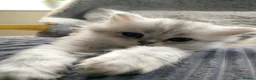 Persian cats for sale: 3 Pure Persian Chinchilla Kittens  - Advert 12
