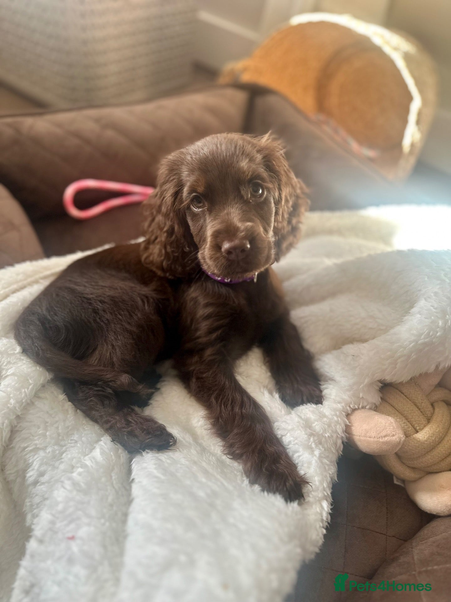 Cocker Spaniel dogs 11 week old chocolate cocker spaniel  - Advert 10