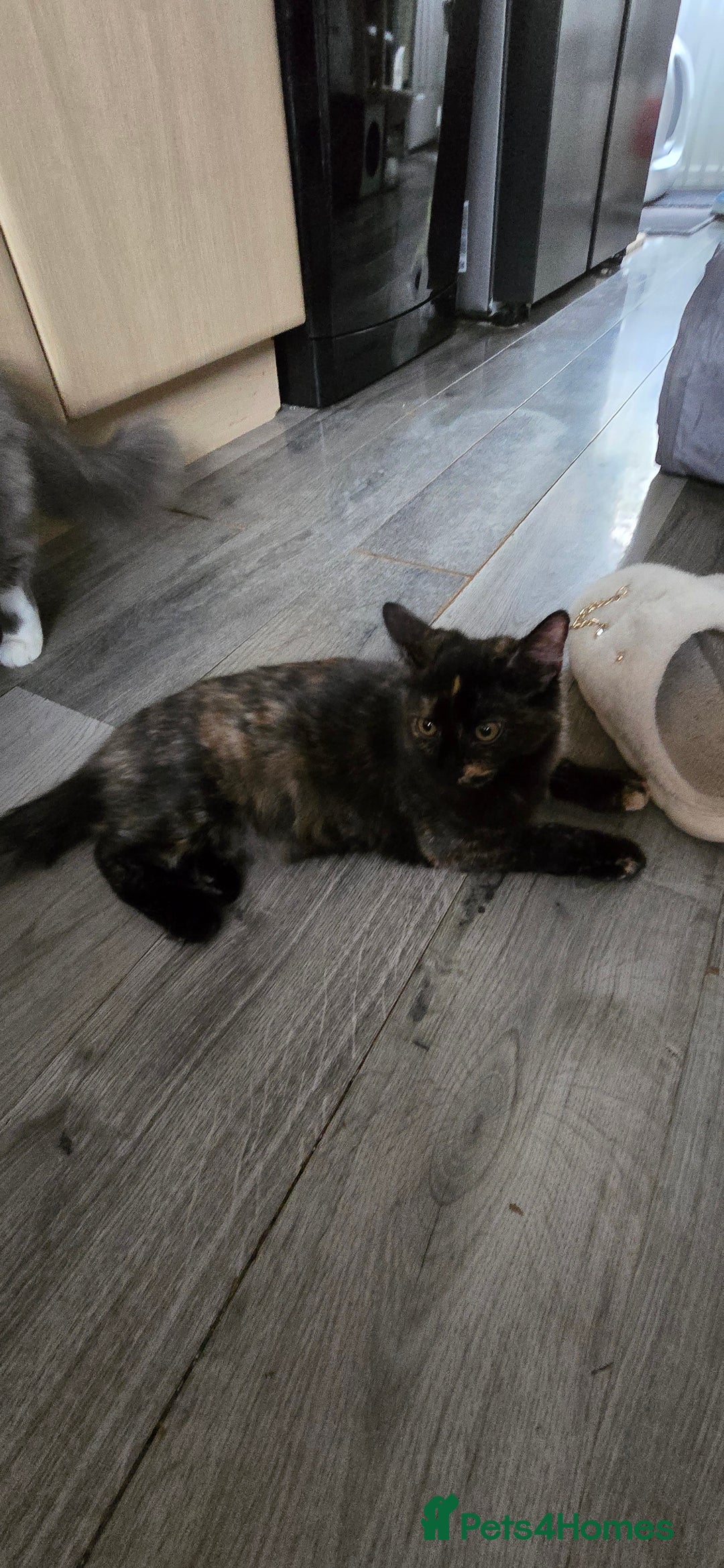 Maine Coon cats for sale: Amazing tortie Mainecoons - Image 31