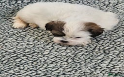 Shihpoo dogs for sale: Shipo male left  - Image 6