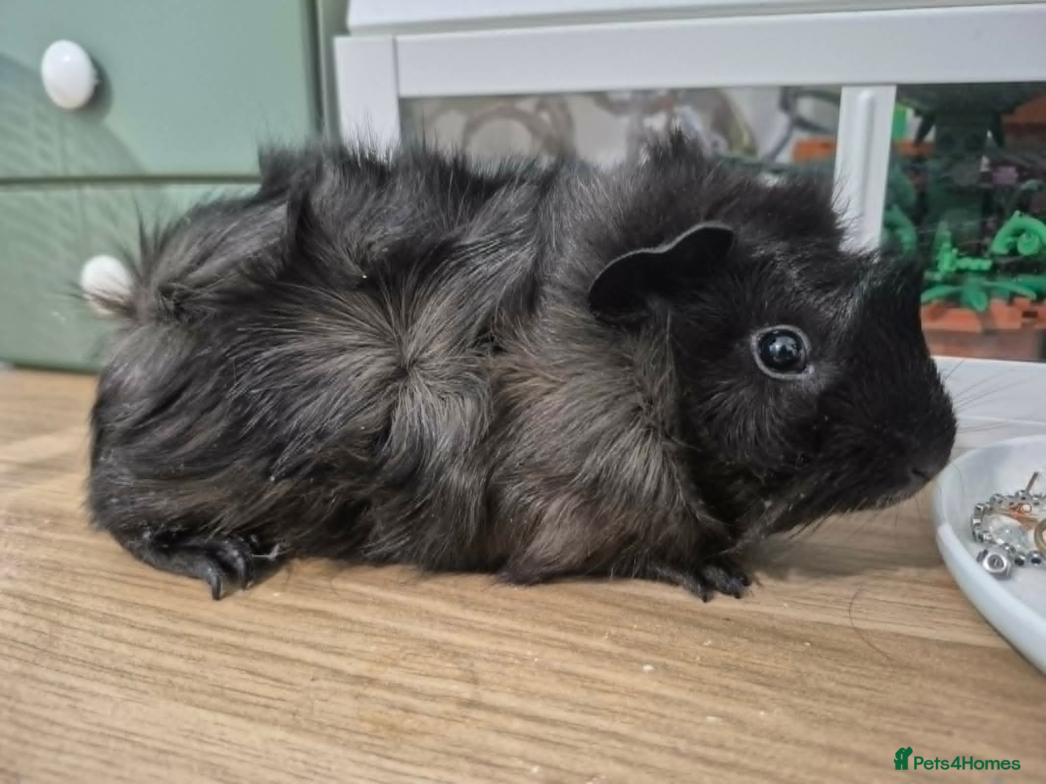 Guinea Pig rodents Pretty little girl seeks new grass - Advert 1